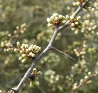 Prunus spinosa (Blackthorn)
