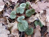 Cyclamen purpurascens (Brambořík nachový)