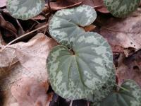 Cyclamen purpurascens (Brambořík nachový)