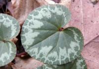 Cyclamen purpurascens (Brambořík nachový)