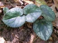 Cyclamen purpurascens (Brambořík nachový)