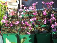 Cyclamen purpurascens (Brambořík nachový)