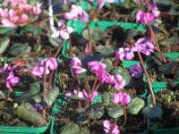 Cyclamen purpurascens (Brambořík nachový)