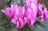 Cyclamen purpurascens (Brambořík nachový)