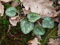 Cyclamen purpurascens (Brambořík nachový)