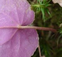 Cyclamen purpurascens (Brambořík nachový)