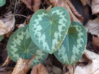Cyclamen purpurascens (Brambořík nachový)