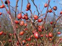 Rosa canina (Růže šípková)