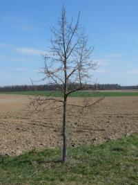 Tilia platyphyllos (Lípa velkolistá)