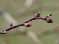 Tilia platyphyllos (Lípa velkolistá)
