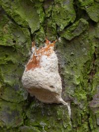 Bělochoroš nahořklý