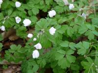 Isopyrum thalictroides (Zapalice žluťuchovitá)