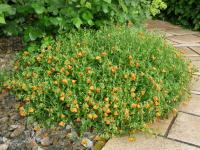 Helianthemum (Devaterník 'Bronzeteppich')