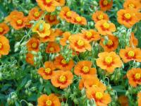Helianthemum (Devaterník 'Bronzeteppich')