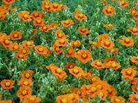 Helianthemum (Devaterník 'Bronzeteppich')