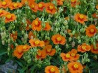 Helianthemum (Devaterník 'Bronzeteppich')