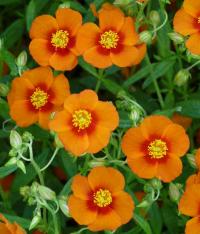 Helianthemum (Devaterník 'Bronzeteppich')