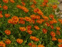 Helianthemum (Devaterník 'Bronzeteppich')