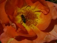 Rosa (Růže 'Fairy Dance' - Mnohokvěté růže)