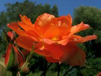 Rosa (Růže 'Fairy Dance' - Mnohokvěté růže)