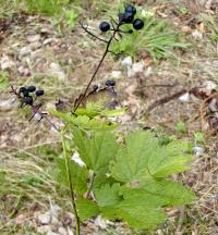 Actaea (Samorostlík)