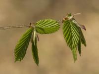 Carpinus betulus (Grab pospolity)