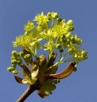 Acer platanoides (Klon zwyczajny)
