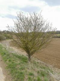 Jabloň lesní - jarní habitus
