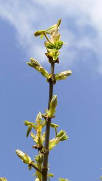 Aesculus hippocastanum (Gewöhnliche Rosskastanie)