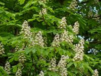 Aesculus hippocastanum (Kasztanowiec pospolity)