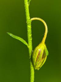 Helianthemum (Devaterník 'Bronzeteppich')
