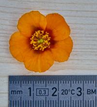 Helianthemum (Devaterník 'Bronzeteppich')