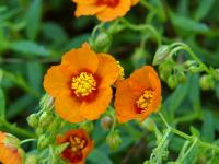 Helianthemum (Devaterník 'Bronzeteppich')