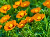 Helianthemum (Devaterník 'Bronzeteppich')