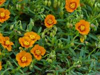 Helianthemum (Devaterník 'Bronzeteppich')