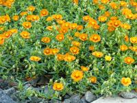Helianthemum (Devaterník 'Bronzeteppich')