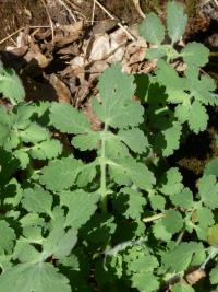 Chelidonium majus (Vlaštovičník větší)