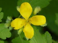 Chelidonium majus (Vlaštovičník větší)