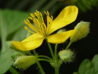 Chelidonium majus (Vlaštovičník větší)