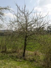Malus domestica (Jabloň domácí - jarní habitus)