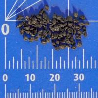 Allium porrum (Pór zahradní 'Lungo Della Riviera')