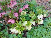 Helleborus orientalis (Čemeřice východní)