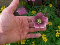 Helleborus orientalis (Čemeřice východní)