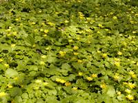 Ficaria verna (Orsej jarní)