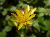 Ficaria verna (Orsej jarní)