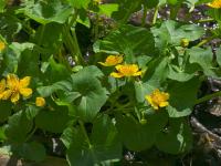 Caltha palustris (Blatouch bahenní)