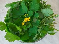 Vlaštovičník větší