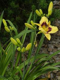 Hemerocallis (Denivka)