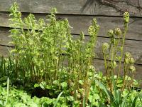 Dryopteris filix-mas (Kapraď samec)