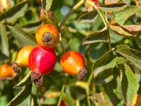 Rosa canina (Růže šípková)